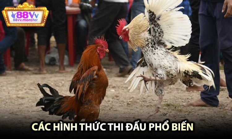 Bí quyết để chiến thắng trong đá gà 88VV