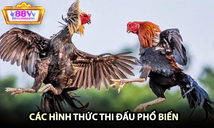 Các hình thức thi đấu phổ biến