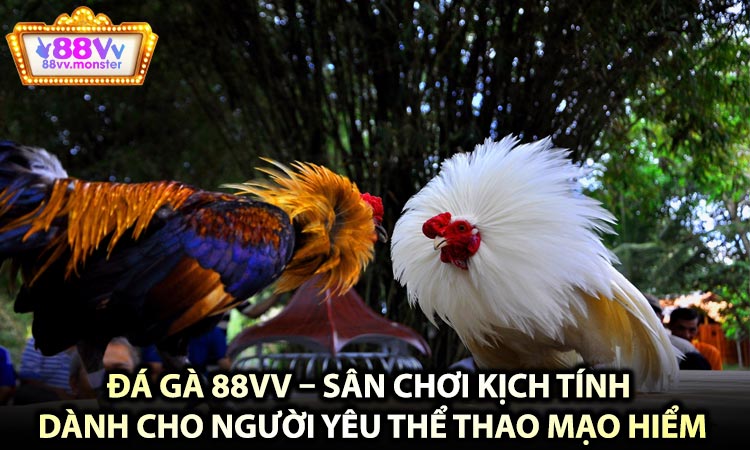 Đá Gà 88VV – Sân Chơi Kịch Tính Dành Cho Người Yêu Thể Thao Mạo Hiểm