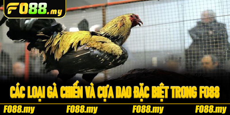 Các loại gà chiến và cựa dao đặc biệt trong Fo88