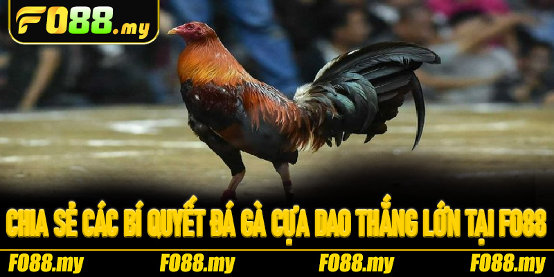 Chia sẻ các bí quyết đá gà cựa dao thắng lớn tại Fo88